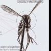 Aedes albopictus